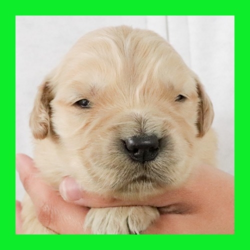 ゴールデンレトリバーの子犬（ID:1262512650）の1枚目の写真/更新日:2023-12-13