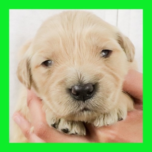ゴールデンレトリバーの子犬（ID:1262512651）の1枚目の写真/更新日:2023-12-13