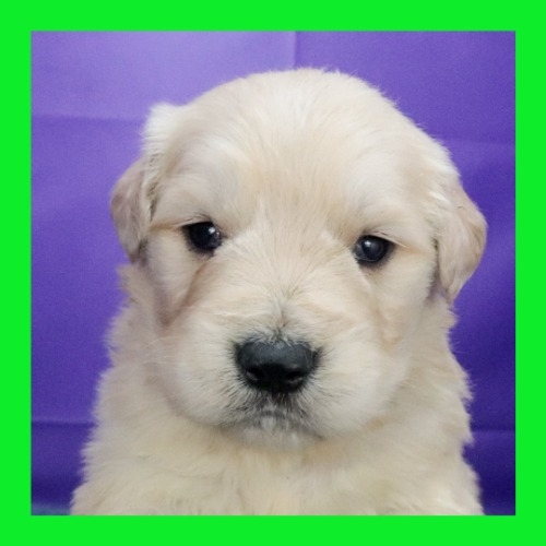 ゴールデンレトリバーの子犬（ID:1262512652）の1枚目の写真/更新日:2023-12-27