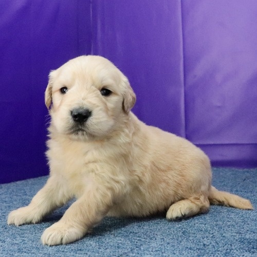 ゴールデンレトリバーの子犬（ID:1262512652）の2枚目の写真/更新日:2023-12-27