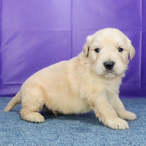 ゴールデンレトリバーの子犬（ID:1262512652）の3枚目の写真/更新日:2023-12-27