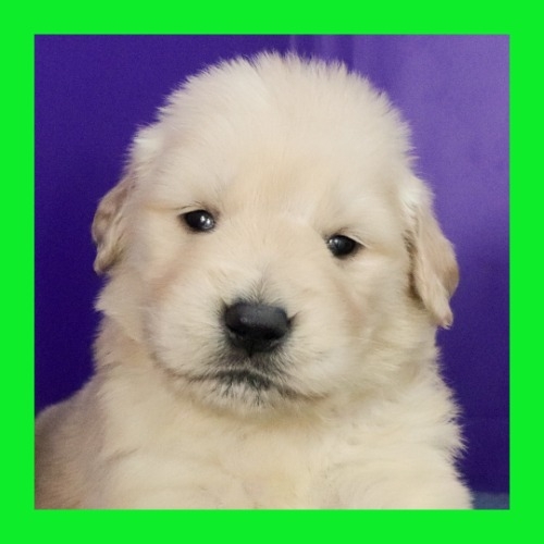 ゴールデンレトリバーの子犬（ID:1262512653）の1枚目の写真/更新日:2023-12-27