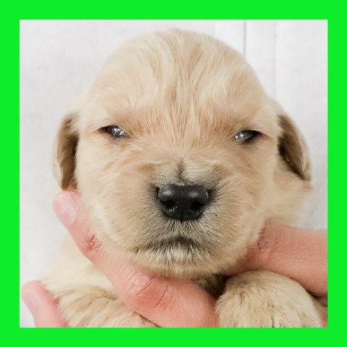 ゴールデンレトリバーの子犬（ID:1262512654）の1枚目の写真/更新日:2023-12-13