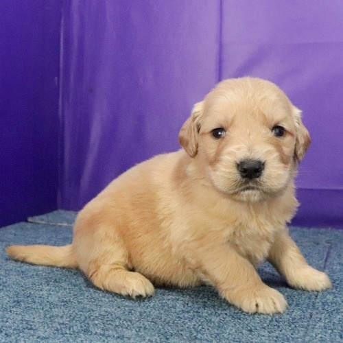ゴールデンレトリバーの子犬（ID:1262512655）の3枚目の写真/更新日:2023-12-27