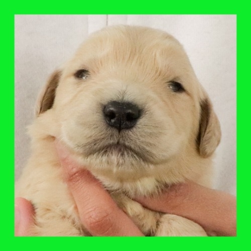 ゴールデンレトリバーの子犬（ID:1262512656）の1枚目の写真/更新日:2023-12-13