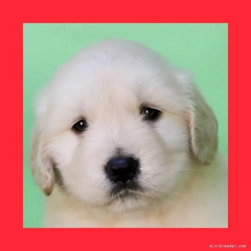 ゴールデンレトリバーの子犬(ID:1262512760)の1枚目の写真/更新日:2026-05-26