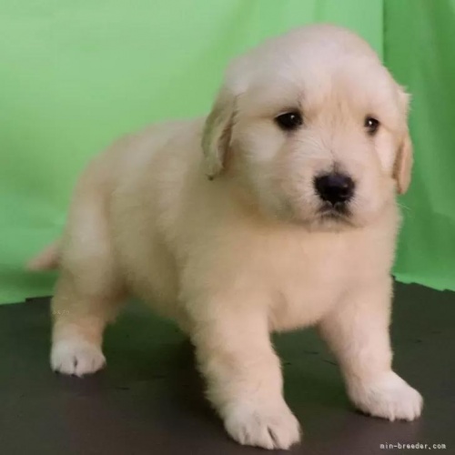 ゴールデンレトリバーの子犬(ID:1262512760)の2枚目の写真/更新日:2026-05-26
