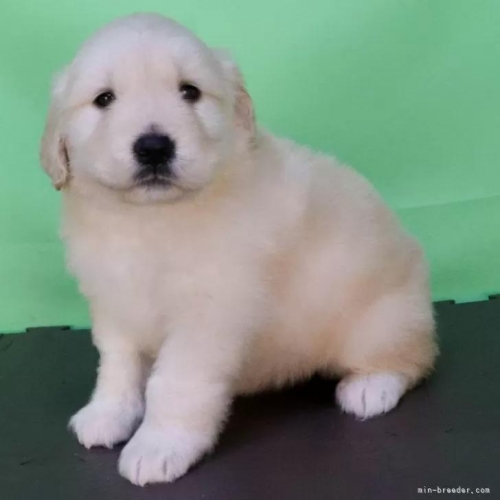 ゴールデンレトリバーの子犬(ID:1262512760)の3枚目の写真/更新日:2026-05-26