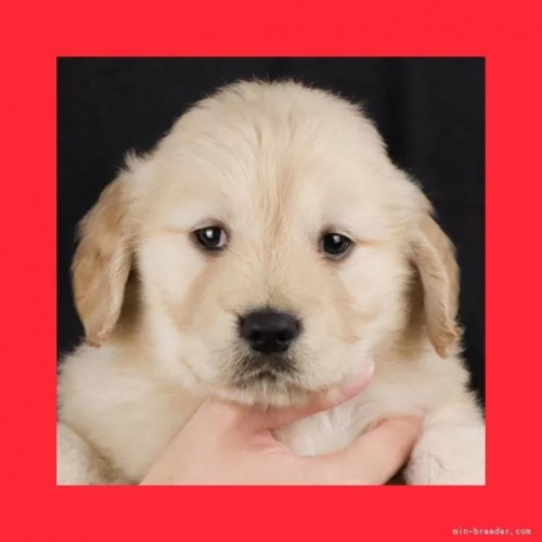 ゴールデンレトリバーの子犬(ID:1262512761)の1枚目の写真/更新日:2026-05-26