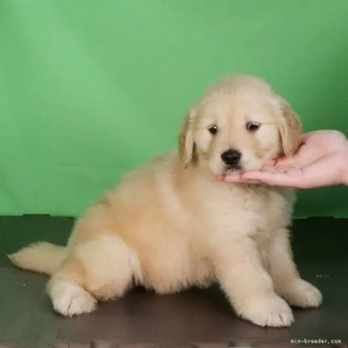 ゴールデンレトリバーの子犬(ID:1262512761)の2枚目の写真/更新日:2026-05-26