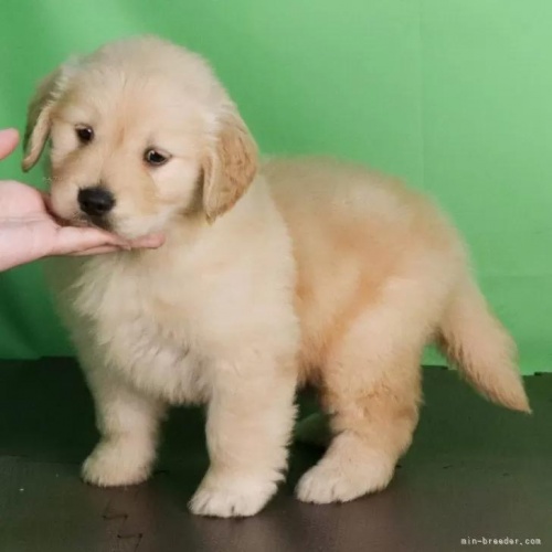 ゴールデンレトリバーの子犬(ID:1262512761)の3枚目の写真/更新日:2026-05-26