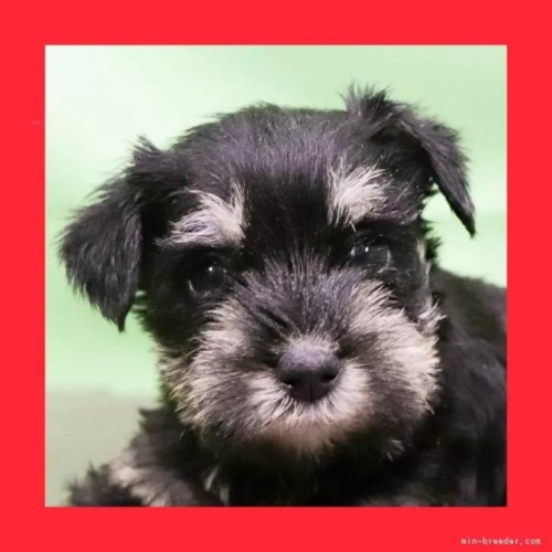 ミニチュアシュナウザーの子犬(ID:1262512762)の1枚目の写真/更新日:2026-05-26