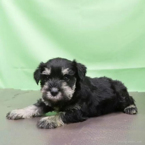 ミニチュアシュナウザーの子犬(ID:1262512762)の2枚目の写真/更新日:2026-05-26