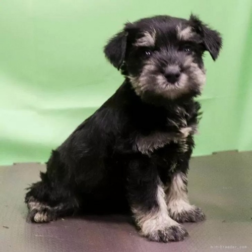 ミニチュアシュナウザーの子犬(ID:1262512762)の3枚目の写真/更新日:2026-05-26
