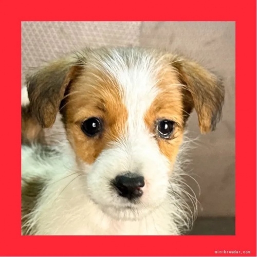 ジャックラッセルテリアの子犬(ID:1262512763)の1枚目の写真/更新日:2026-10-12