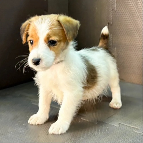 ジャックラッセルテリアの子犬(ID:1262512763)の2枚目の写真/更新日:2026-10-12