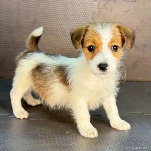 ジャックラッセルテリアの子犬(ID:1262512763)の3枚目の写真/更新日:2026-10-12