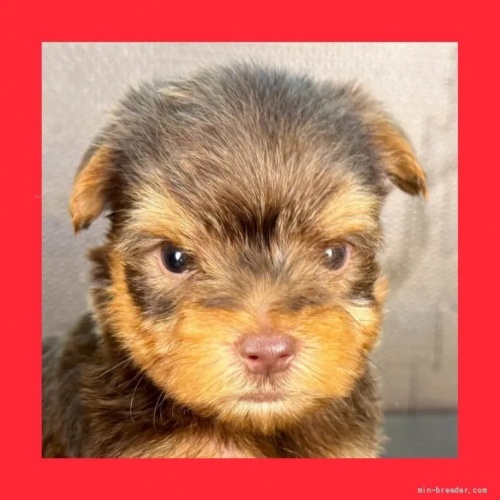 ヨークシャーテリアの子犬(ID:1262512764)の1枚目の写真/更新日:2026-10-12