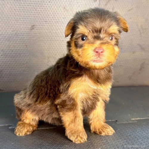 ヨークシャーテリアの子犬(ID:1262512764)の2枚目の写真/更新日:2026-10-12