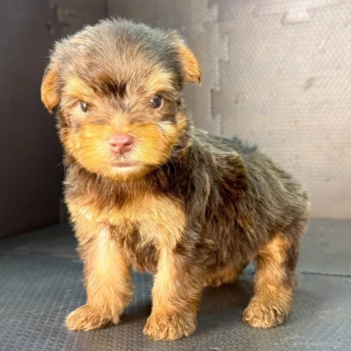ヨークシャーテリアの子犬(ID:1262512764)の3枚目の写真/更新日:2026-10-12