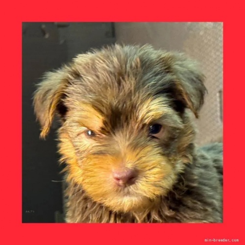 ヨークシャーテリアの子犬(ID:1262512765)の1枚目の写真/更新日:2026-10-12
