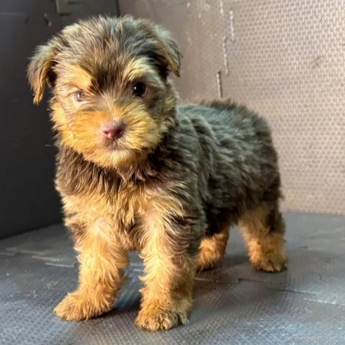 ヨークシャーテリアの子犬(ID:1262512765)の2枚目の写真/更新日:2026-10-12