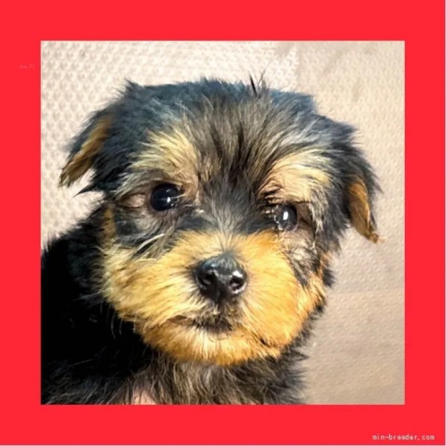 ���[�N�V���[�e���A�̎q���iID:1262512766�j��1���ڂ̎ʐ^/�X�V��:2026-10-12