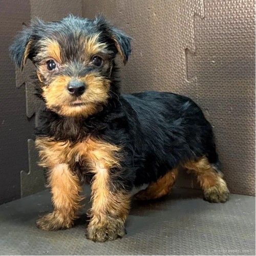 ヨークシャーテリアの子犬(ID:1262512767)の3枚目の写真/更新日:2026-10-12