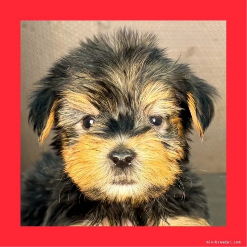 ヨークシャーテリアの子犬(ID:1262512768)の1枚目の写真/更新日:2026-10-12