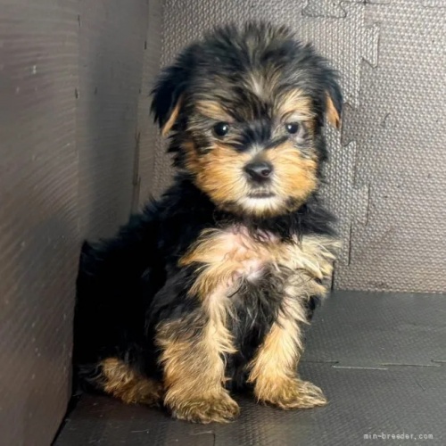 ヨークシャーテリアの子犬(ID:1262512768)の2枚目の写真/更新日:2026-10-12