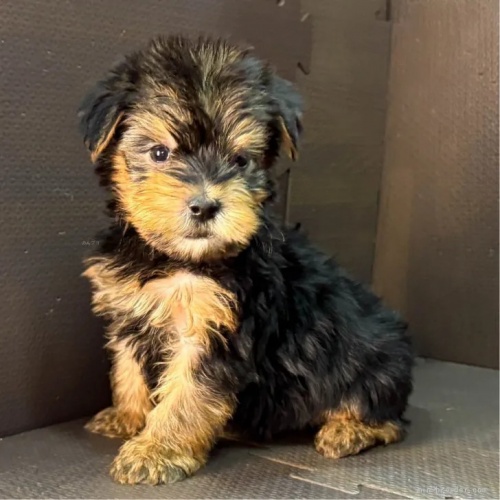ヨークシャーテリアの子犬(ID:1262512768)の3枚目の写真/更新日:2026-10-12