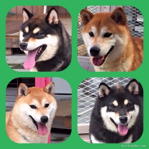 ヨークシャーテリアの子犬(ID:1262512768)の5枚目の写真/更新日:2026-10-12