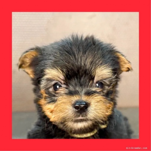 ���[�N�V���[�e���A�̎q���iID:1262512769�j��1���ڂ̎ʐ^/�X�V��:2026-10-12