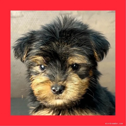 ���[�N�V���[�e���A�̎q���iID:1262512770�j��1���ڂ̎ʐ^/�X�V��:2026-10-12