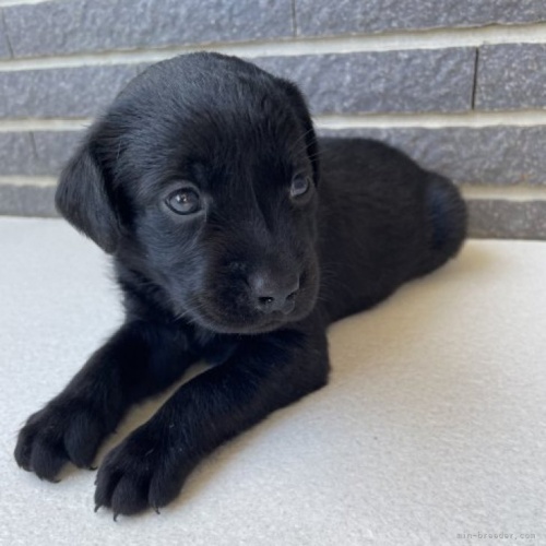 ラブラドールレトリバーの子犬（ID:1262711001）の1枚目の写真/更新日:2023-09-08