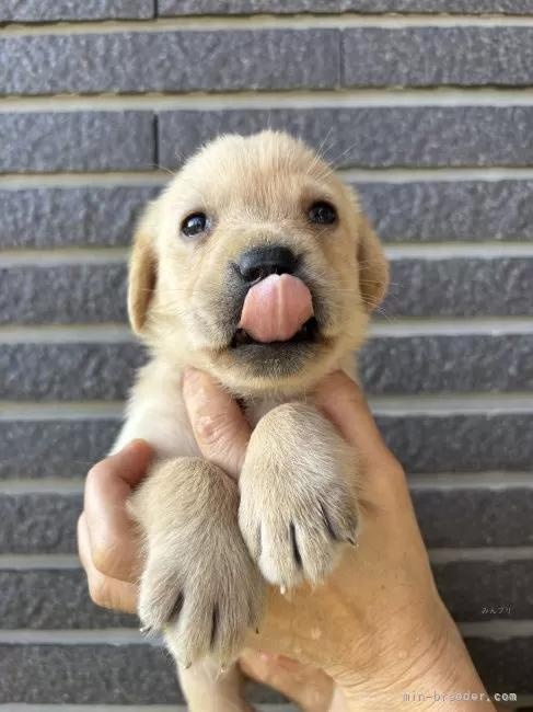 uh[go[̎qiID:1262711003j4ڂ̎ʐ^/XV:2025-11-19