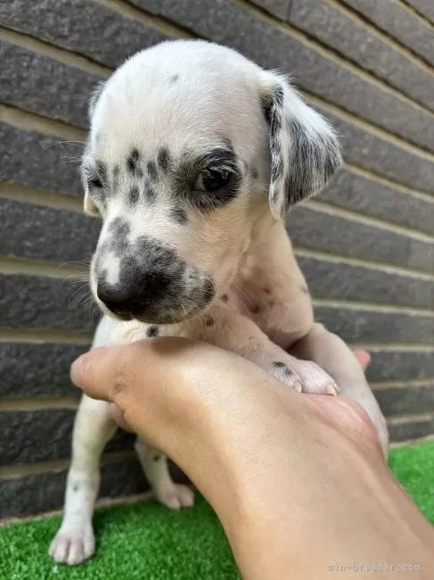 _VA̎qiID:1262711005j4ڂ̎ʐ^/XV:2025-11-19