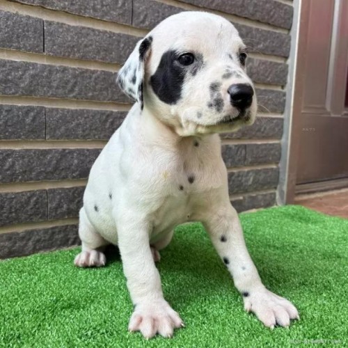 _VA̎qiID:1262711010j1ڂ̎ʐ^/XV:2025-11-19