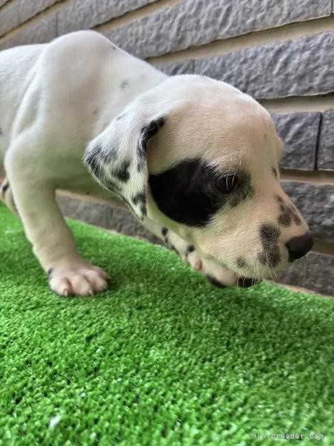 _VA̎qiID:1262711010j2ڂ̎ʐ^/XV:2025-11-19