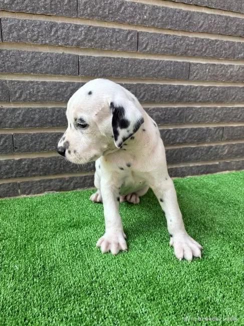 _VA̎qiID:1262711010j4ڂ̎ʐ^/XV:2025-11-19