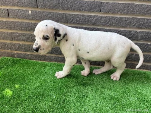 _VA̎qiID:1262711010j5ڂ̎ʐ^/XV:2025-11-19