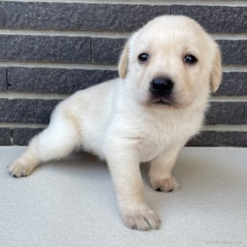 ラブラドールレトリバーの子犬（ID:1262711014）の1枚目の写真/更新日:2023-09-08