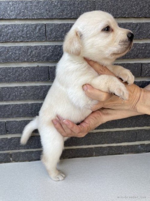 ラブラドールレトリバーの子犬（ID:1262711014）の4枚目の写真/更新日:2023-09-08
