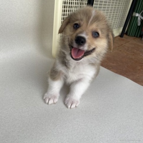 ウェルシュ・コーギー・ペンブロークの子犬（ID:1262711033）の1枚目の写真/更新日:2023-09-03