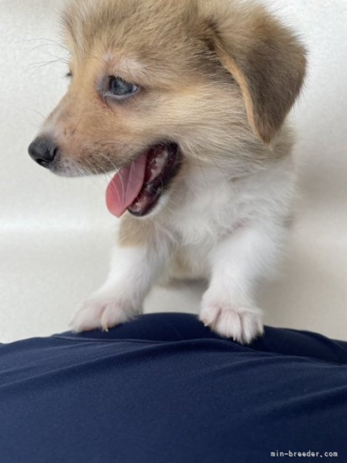 ウェルシュ・コーギー・ペンブロークの子犬（ID:1262711033）の2枚目の写真/更新日:2023-09-03