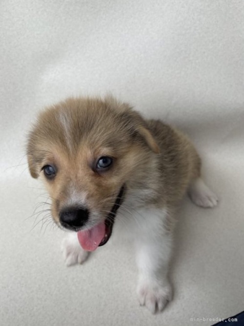 ウェルシュ・コーギー・ペンブロークの子犬（ID:1262711033）の4枚目の写真/更新日:2023-09-03