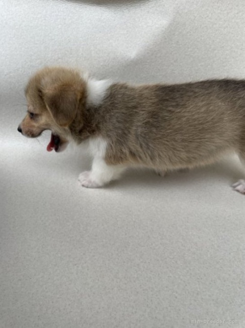 ウェルシュ・コーギー・ペンブロークの子犬（ID:1262711033）の5枚目の写真/更新日:2023-09-03