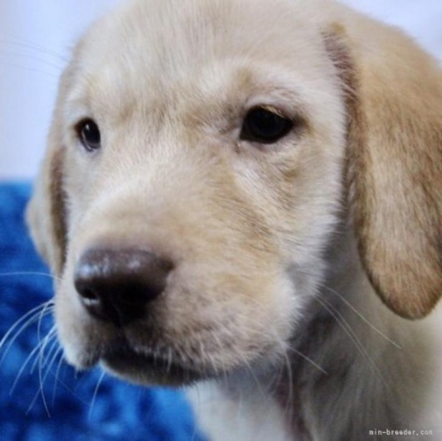 ラブラドールレトリバーの子犬（ID:1262711071）の1枚目の写真/更新日:2022-08-20