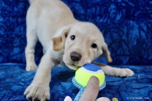 ラブラドールレトリバーの子犬（ID:1262711071）の2枚目の写真/更新日:2022-08-20
