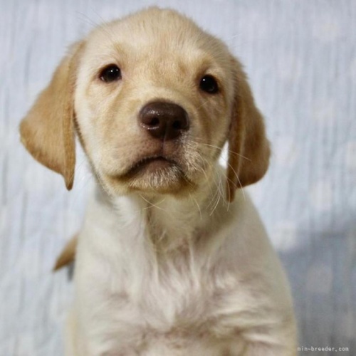 ラブラドールレトリバーの子犬（ID:1262711071）の4枚目の写真/更新日:2022-08-20